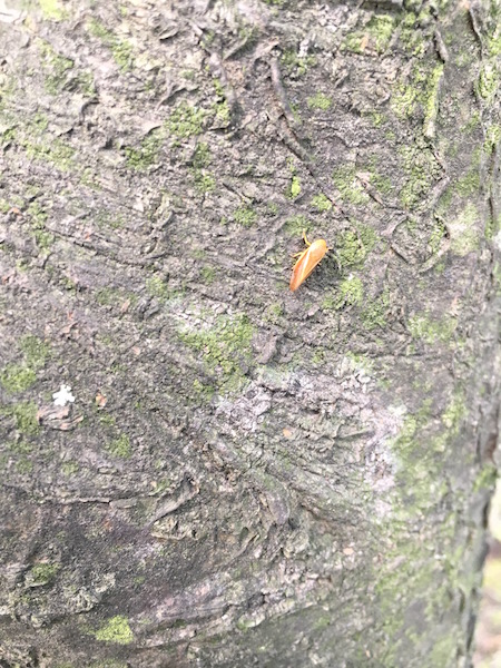 公園の木に止まっていた小さな虫