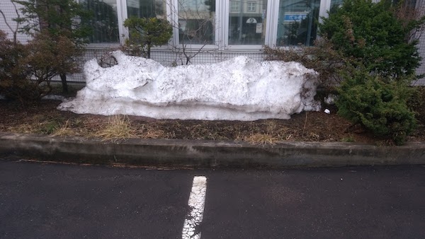 花壇の雪