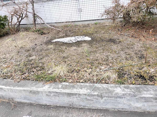 ようやく春