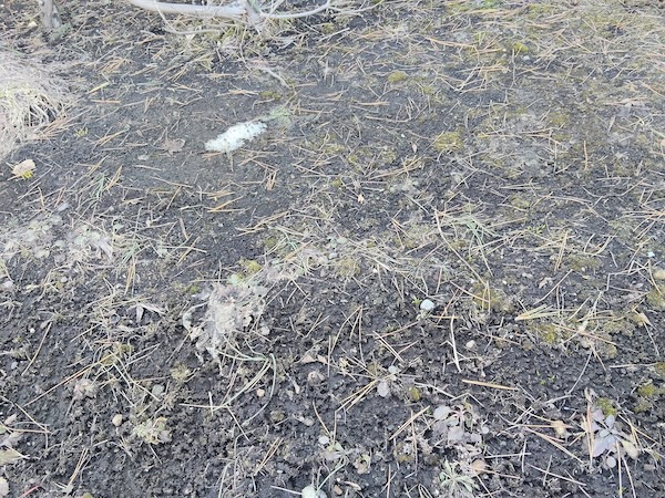 ヨシダ歯科的雪解け