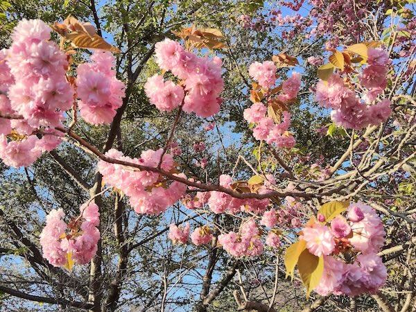 桜を愛でて